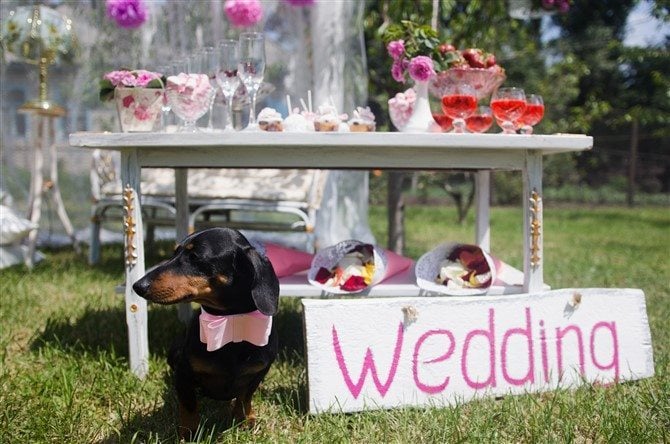 Different Weddings - Pets