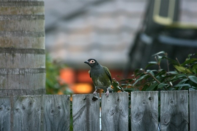 Nature Photos - Backyard Bird