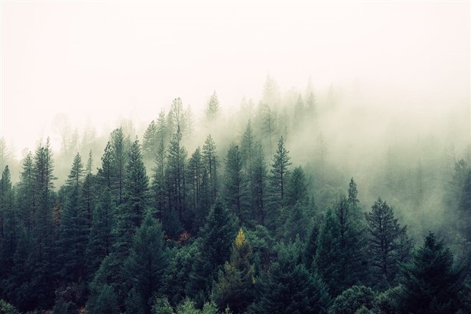 Nature Photos - Forest Fog