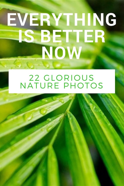 Everything Is Better Now: 22 Glorious Nature Photos