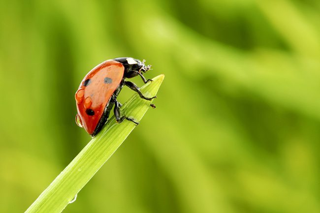 nature-photos-worthy-canvas-prints-ladybug-on-grass