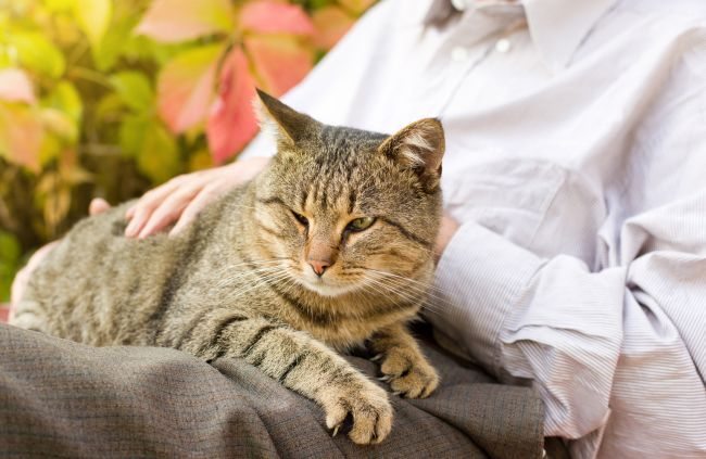 Cats love laps, so including a human from the waist down in your pet photography can be very effective.