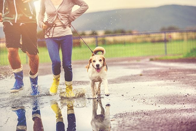 pursue-photography-canvas-prints-hobby-leaving-house-walking-dog-in-rain