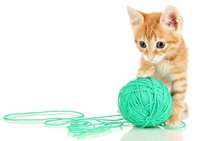 sarolta-ban-re-thinking-pet-photos-canvas-kitten-with-ball