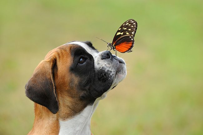 using-photo-canvas-prints-to-remember-our-pets-hound-with-butterfly