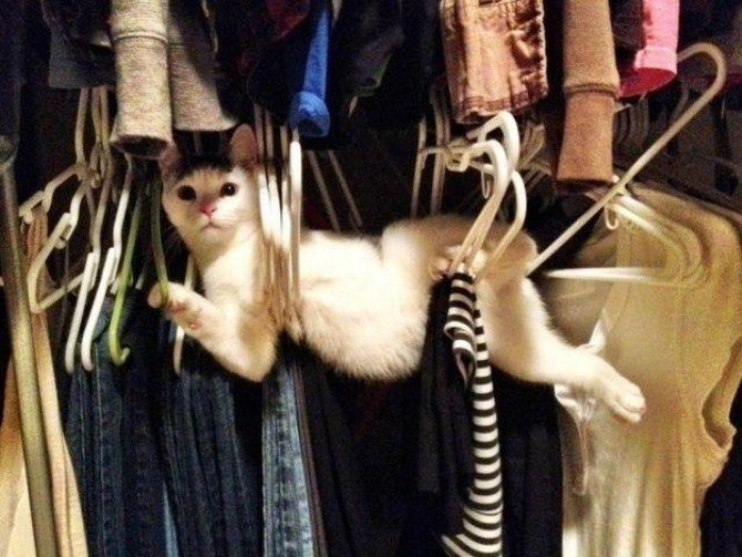 Funniest Photos - Cat