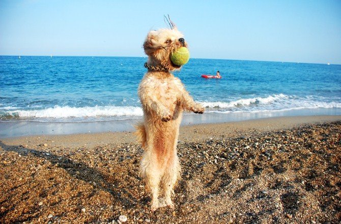 Pet Photography Tips - Characterize Them