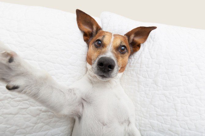 Pet Photography Tips - Selfie