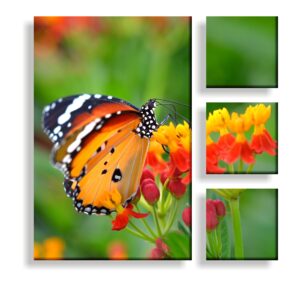 butterfly split canvas