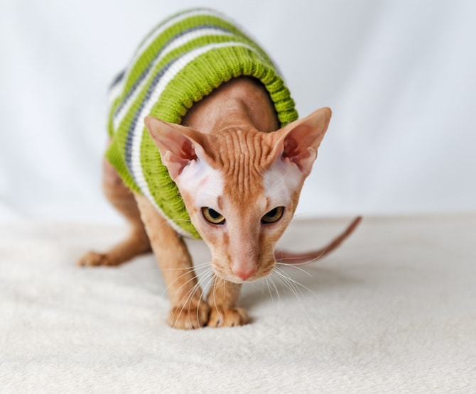 Cat Photos - All Dressed Up