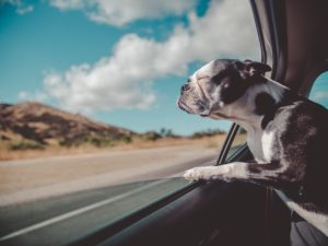 black and white dog out window