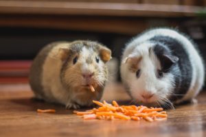 hamsters food photography