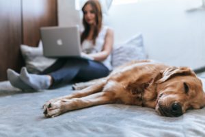 Dog lying down