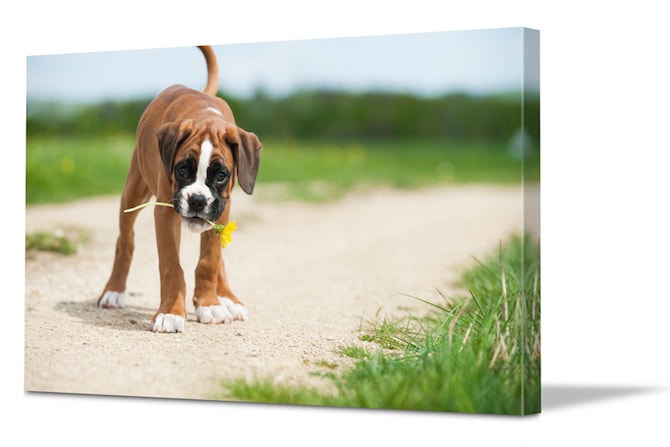 Budget Friendly Bedroom Decorating Ideas - Pet Canvas Print
