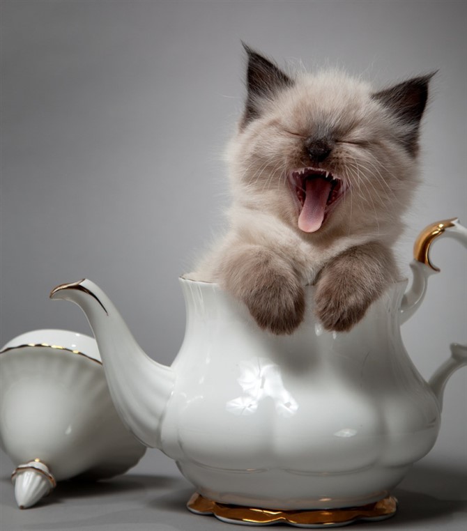 Cat Photos - Crazy Little KittenCat Photos - Funny Crazy Little Kitten