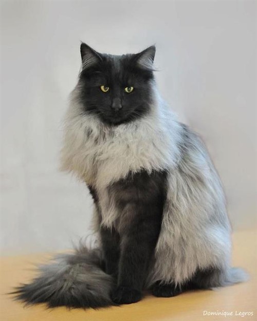 Cat Photos - King Cat