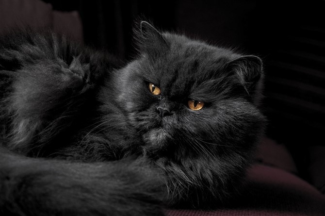 Cat Photos - Royal Cat