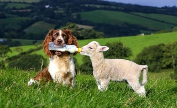 Dog Photography - Other Animals