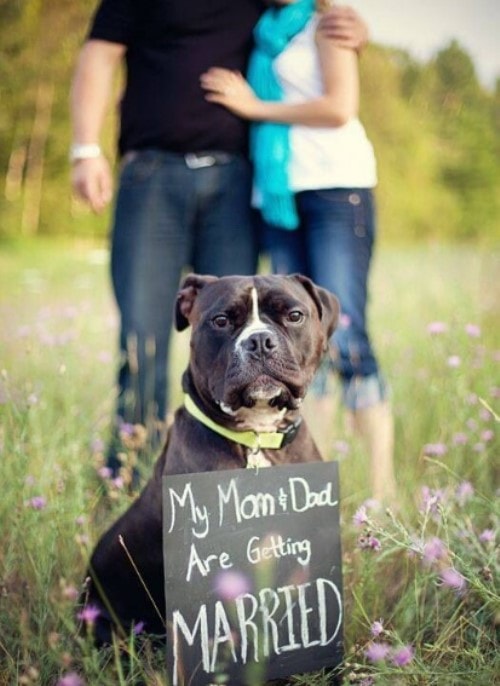 Dog Photography - Save The Date