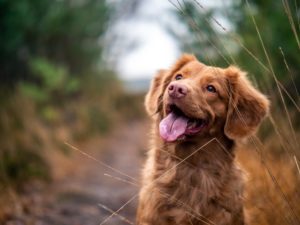 sweet dog photo
