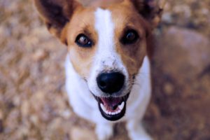 dog eyes photography