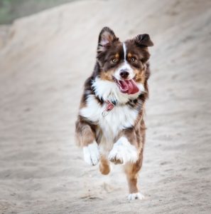 dog action shot