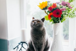 cat obedient portrait