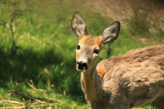 Nature Photos - Farm Be Prepared
