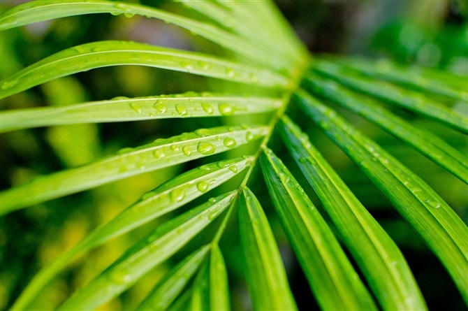 Nature Photos - Forest Details