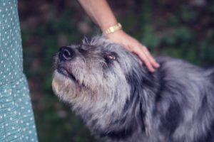 pat dog affection