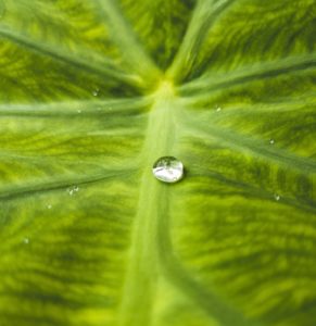 close up photography
