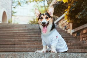 Pet photography portrait
