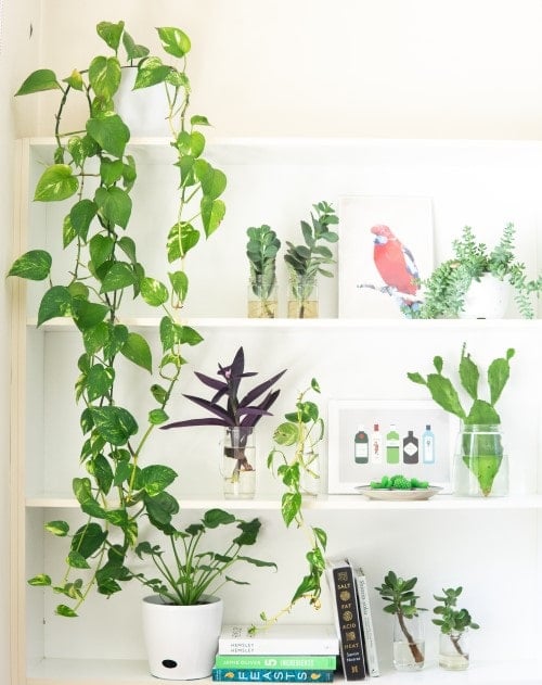 10 Easy Interiors Trends To Try In Your Home - Plants