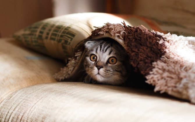 34 Very Lickable Cat Photos To Hearten Your Home