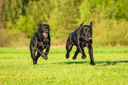 Pictures - Pet Portrait - Two Black Labradors