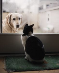 dog and cat interacting
