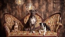 17 Dog Photography Ideas To Make Your Heart Howl