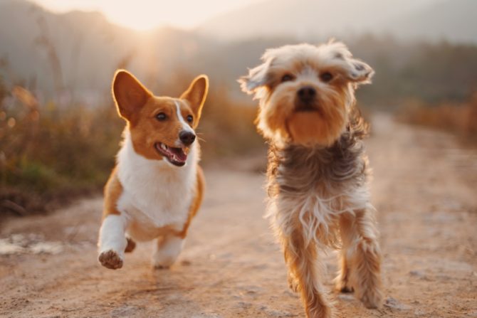 17 Simple Tips To Help You Master Pet Photography