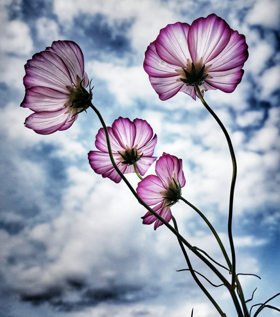 wall art photography flowers