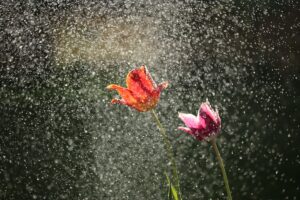 photography tricks flower rain
