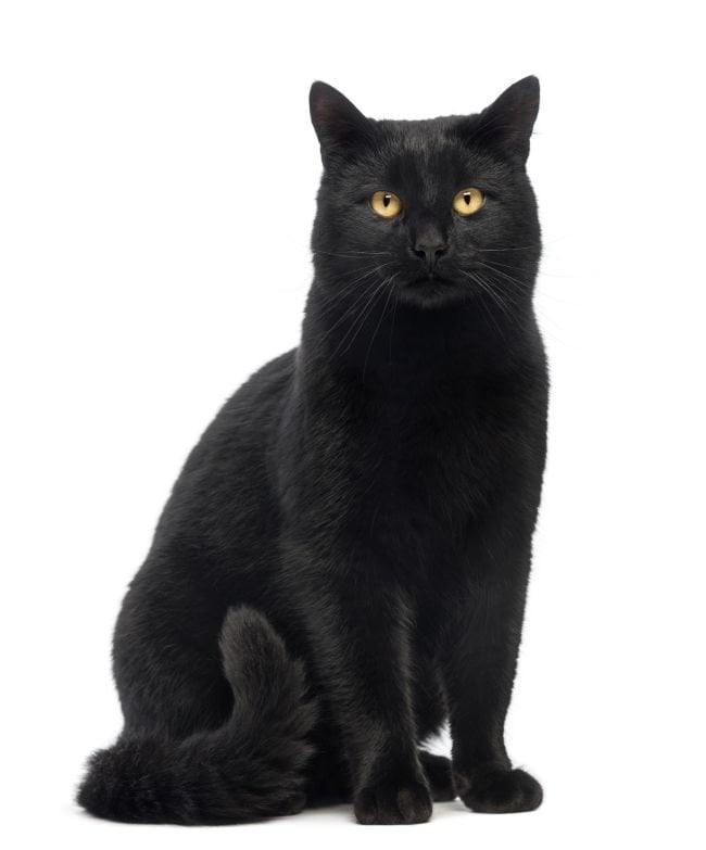 There are some simple guidelines to consider when you want to photograph black cats.