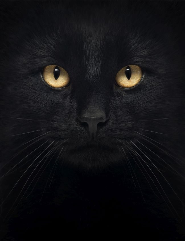Trying to photograph black cats? Follow these tips.