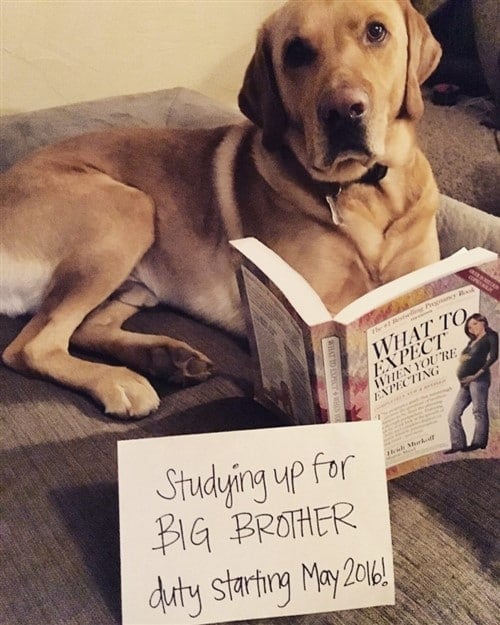 Pregnancy Announcement Ideas - Big Brother 