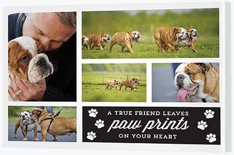 60th Birthday Presents - Pet Print