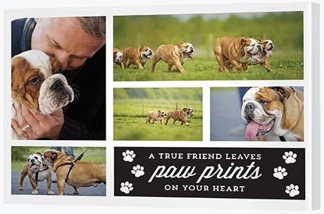 60th Birthday Presents - Pet Print