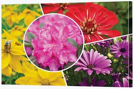 Photo Collage Ideas - Floral Collage