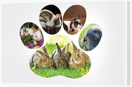 Photo Collage Ideas - Paw Print Collage