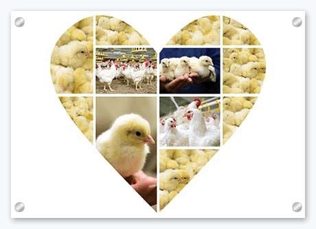 Acrylic Glass Prints - Heart Collage