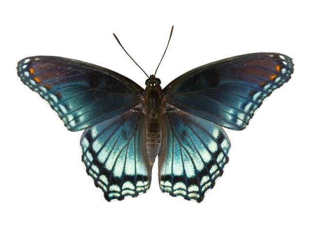 Thumbnail for original image