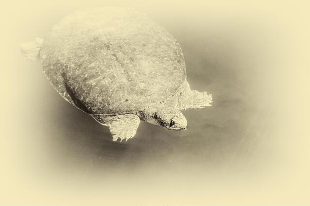 Thumbnail for original image